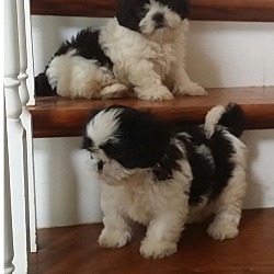 Photo of Shih Tzu pups