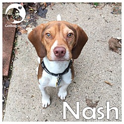 Thumbnail photo of Nash #1