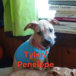 Thumbnail photo of Penelope (Tyler) #4