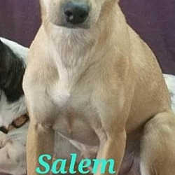 Photo of Salem