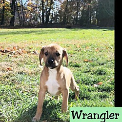Photo of Wrangler