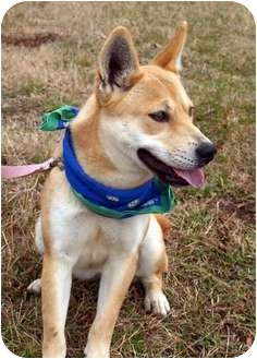 Groton Ma Shiba Inu Meet Ella A Pet For Adoption