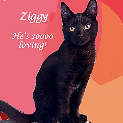 Thumbnail photo of ZIGGY (adopt w/Patti) #2