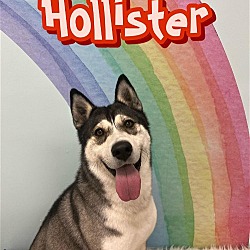 Photo of Hollister/survivor