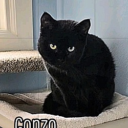 Thumbnail photo of Gonzo #2