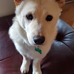 Thumbnail photo of Aiden -Handsome Jindo Mix #3