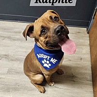 adopt a pet