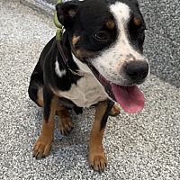 adopt a pet