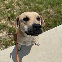 adopt a pet