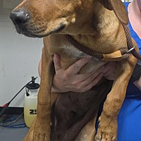 adopt a pet