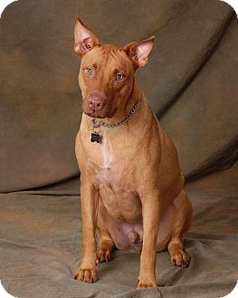 pharaoh hound pitbull mix