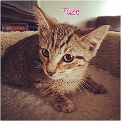 Thumbnail photo of Taze #1