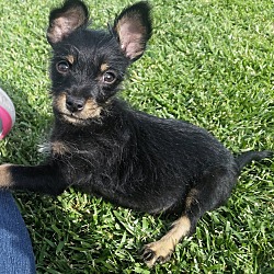 Thumbnail photo of Trixie-Adopt me ! #1