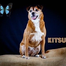 Thumbnail photo of Kitsu (COURTESY POST) #3