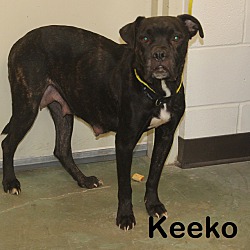 Photo of Keeko