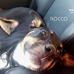 Thumbnail photo of Rocco #2