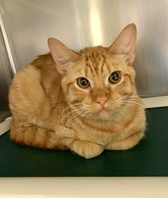Concord Nc Domestic Shorthair Meet Tiger A Pet For Adoption