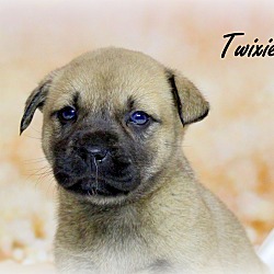 Thumbnail photo of Twixie~adopted! #4