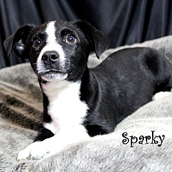 Thumbnail photo of Sparky~adopted! #3