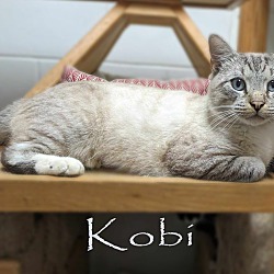 Thumbnail photo of Kobi #4