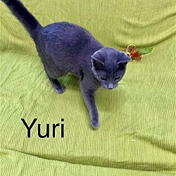 Thumbnail photo of Yuri #2
