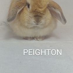 Thumbnail photo of Peabody & Peighton #3