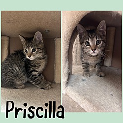 Photo of Priscilla