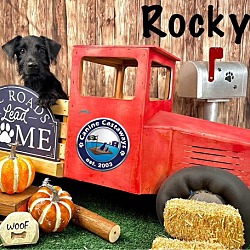 Thumbnail photo of Rocky #3