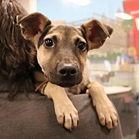 adopt a pet