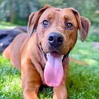 adopt a pet