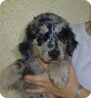 golden retriever merle