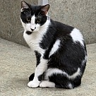 PV Kitty