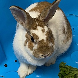 Photo of Bean (bonded to Ivy)