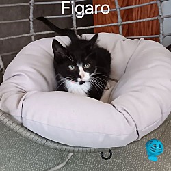 Thumbnail photo of Figaro #2