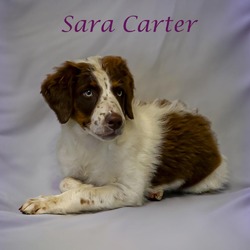 Thumbnail photo of Sara Carter D24-141 #2