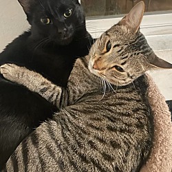 bonded pet photo