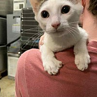 adopt a pet