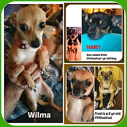 Photo of FRED, WILMA