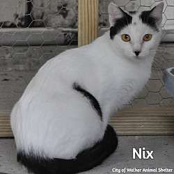 Photo of Nix