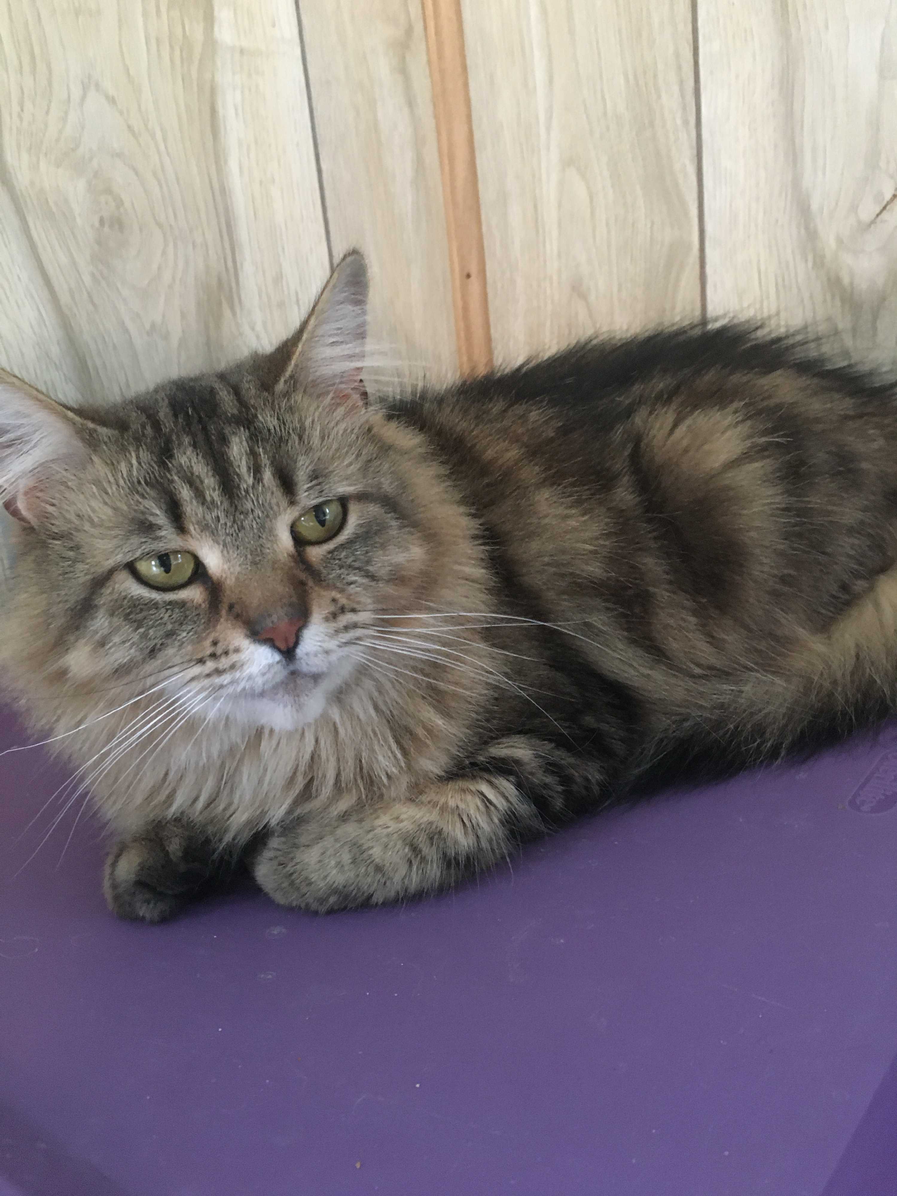 maine coon tabby kittens for sale