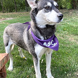 Thumbnail photo of Wolfie-Adopted! #3