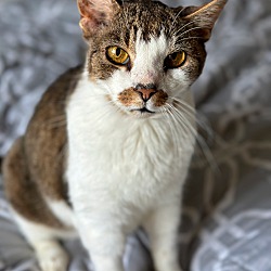 Photo of Tater Tot