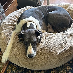 Photo of Shiloh