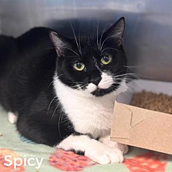 Photo of Spicy
