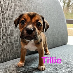 Thumbnail photo of Tillie #2