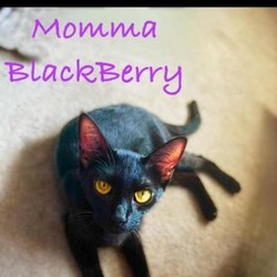 Thumbnail photo of Blackberry #1