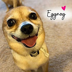 Photo of Eggnog