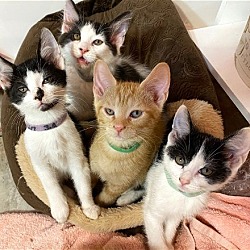 Photo of KITTENS GALORE! ASK US!