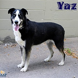 Thumbnail photo of Yaz (bonded to Kylie) #3