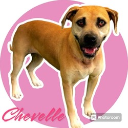Photo of Chevelle 24-07-025